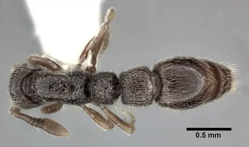 Parasyscia nitidulus specimen CASENT0246594 image casent0246594_1