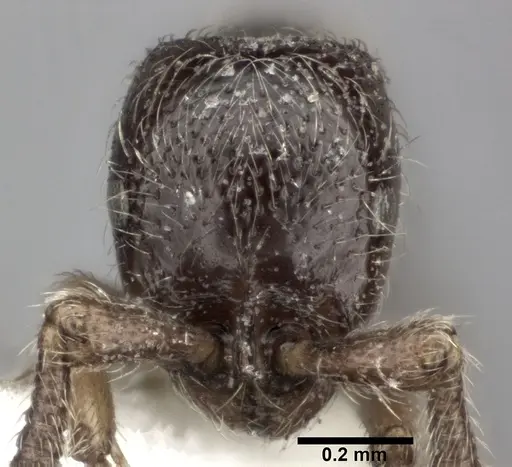 Parasyscia nitidulus specimen CASENT0246594 image casent0246594_2