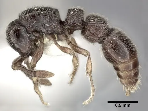 Parasyscia nitidulus specimen CASENT0246594 image casent0246594_3