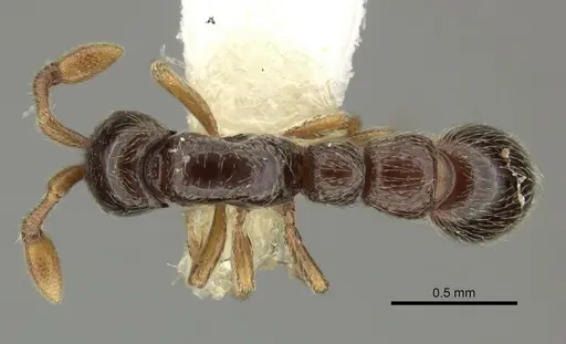 Parasyscia nitidulus specimen CASENT0249314 image casent0249314_1