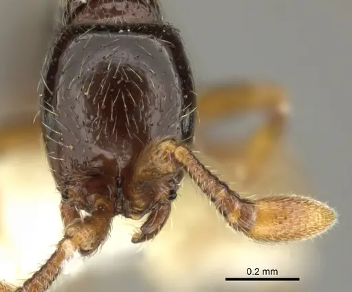 Parasyscia nitidulus specimen CASENT0249314 image casent0249314_2