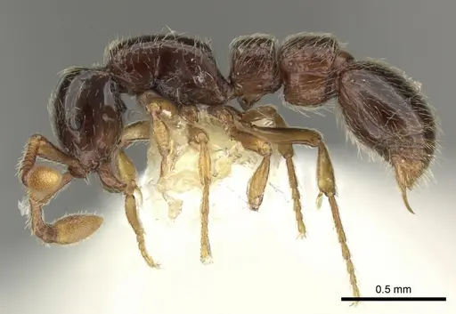Parasyscia nitidulus specimen CASENT0249314 image casent0249314_3