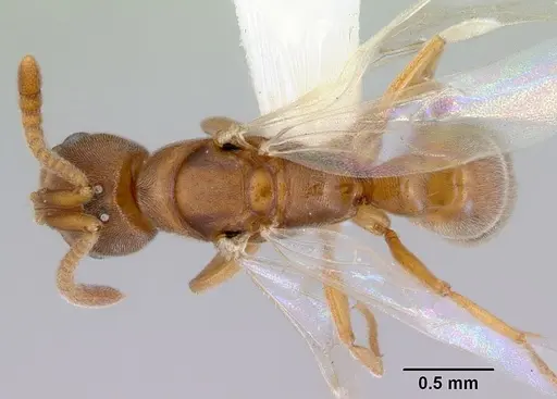 Parvaponera sheldoni specimen CASENT0172436 image casent0172436_1