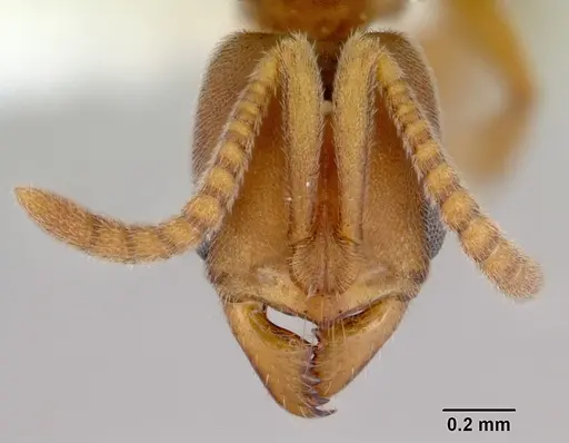 Parvaponera sheldoni specimen CASENT0172436 image casent0172436_2