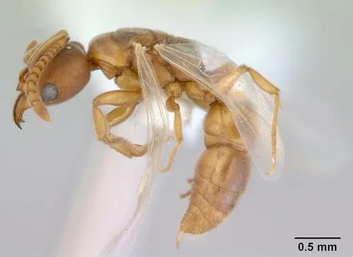 Parvaponera sheldoni specimen CASENT0172436 image casent0172436_3