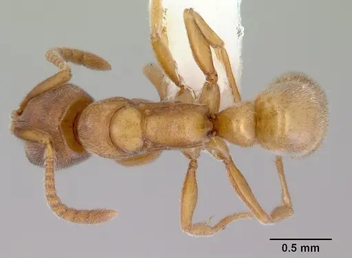 Parvaponera sheldoni specimen CASENT0172437 image casent0172437_1