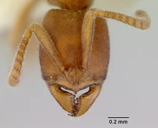 Parvaponera sheldoni specimen CASENT0172437 image casent0172437_2