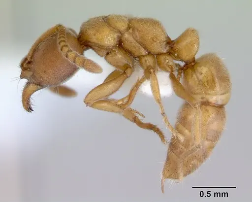 Parvaponera sheldoni specimen CASENT0172437 image casent0172437_3