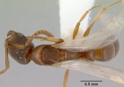 Parvaponera sheldoni specimen CASENT0172438 image casent0172438_1