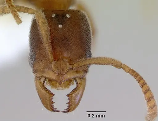 Parvaponera sheldoni specimen CASENT0172438 image casent0172438_2