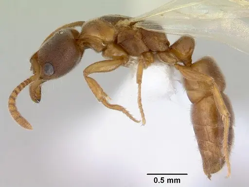 Parvaponera sheldoni specimen CASENT0172438 image casent0172438_3