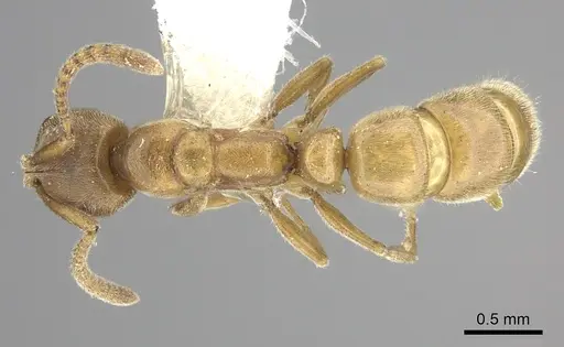 Parvaponera sheldoni specimen CASENT0249180 image casent0249180_1