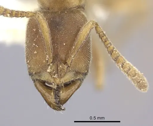 Parvaponera sheldoni specimen CASENT0249180 image casent0249180_2