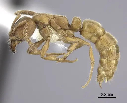 Parvaponera sheldoni specimen CASENT0249180 image casent0249180_3