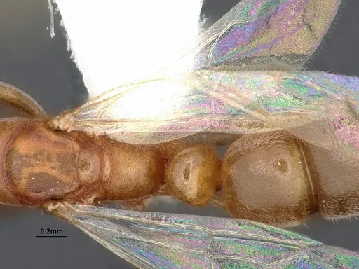 Parvaponera sheldoni specimen CASENT0884342 image casent0884342_2