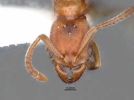 Parvaponera sheldoni specimen CASENT0884342 image casent0884342_3