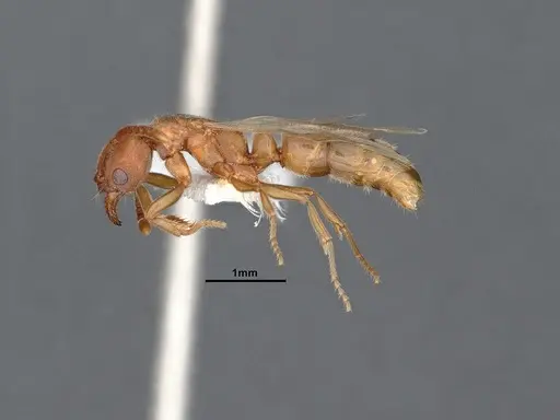 Parvaponera sheldoni specimen CASENT0884342 image casent0884342_4