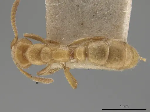 Parvaponera sheldoni specimen USNMENT00532034 image usnment00532034_1