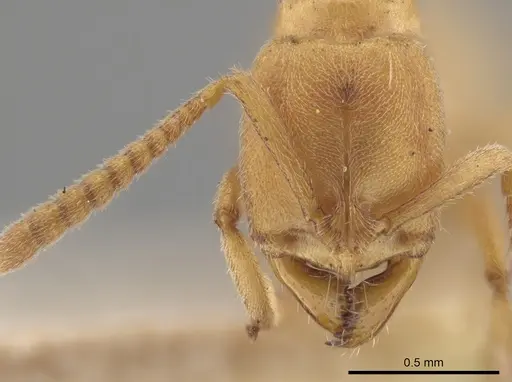 Parvaponera sheldoni specimen USNMENT00532034 image usnment00532034_2