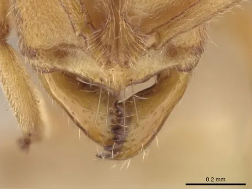 Parvaponera sheldoni specimen USNMENT00532034 image usnment00532034_3