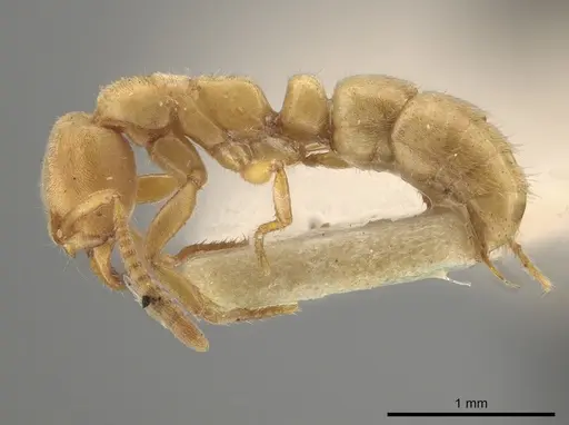 Parvaponera sheldoni specimen USNMENT00532034 image usnment00532034_4