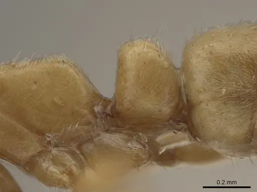 Parvaponera sheldoni specimen USNMENT00532034 image usnment00532034_5