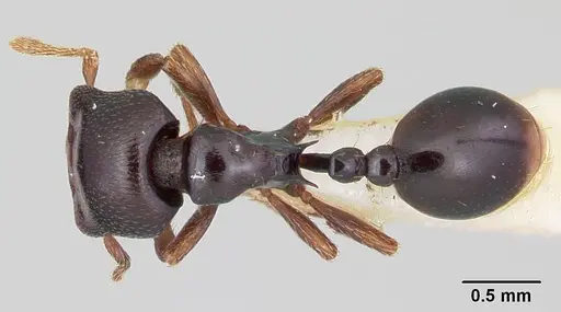 Phalacromyrmex fugax specimen CASENT0103116 image casent0103116_1