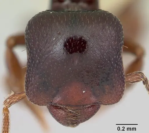 Phalacromyrmex fugax specimen CASENT0103116 image casent0103116_2