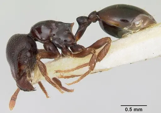 Phalacromyrmex fugax specimen CASENT0103116 image casent0103116_3