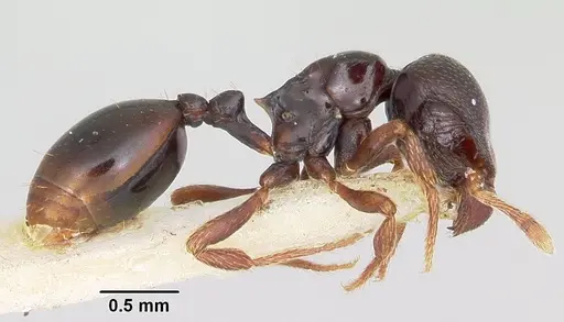 Phalacromyrmex fugax specimen CASENT0103116 image casent0103116_4