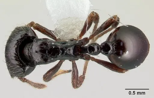 Phalacromyrmex fugax specimen CASENT0179596 image casent0179596_1