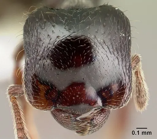 Phalacromyrmex fugax specimen CASENT0179596 image casent0179596_2