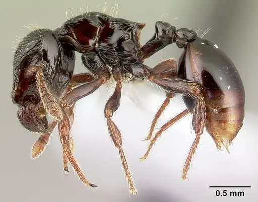 Phalacromyrmex fugax specimen CASENT0179596 image casent0179596_3