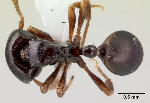 Phalacromyrmex fugax specimen CASENT0217029 image casent0217029_1