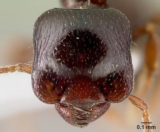 Phalacromyrmex fugax specimen CASENT0217029 image casent0217029_2