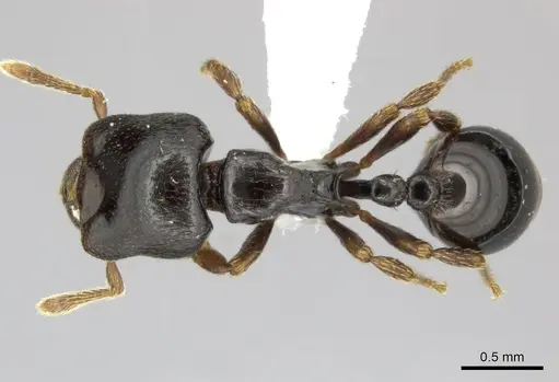 Phalacromyrmex fugax specimen CASENT0235252 image casent0235252_1