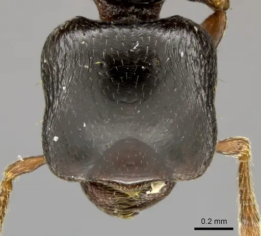 Phalacromyrmex fugax specimen CASENT0235252 image casent0235252_2