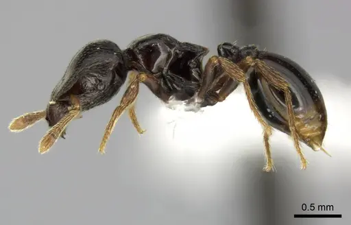 Phalacromyrmex fugax specimen CASENT0235252 image casent0235252_3
