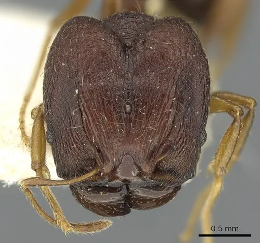 Pheidole caldwelli specimen CASENT0901510 image casent0901510_2