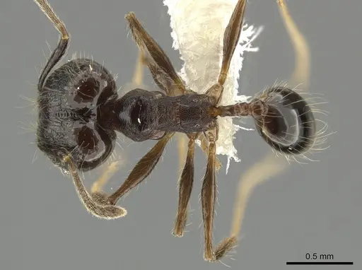 Pheidole cataractae specimen CASENT0646098 image casent0646098_1