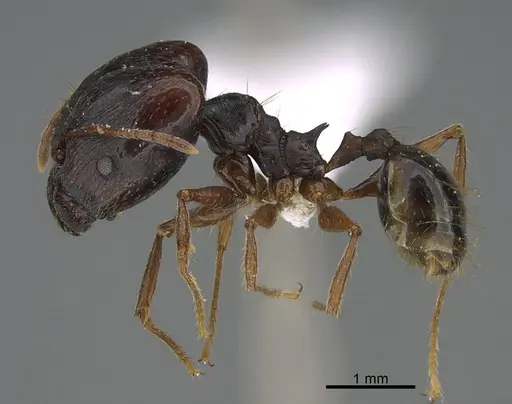 Pheidole darwini specimen CASENT0218215 image casent0218215_1