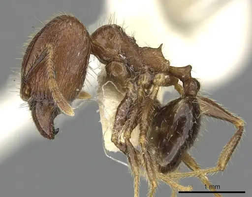 Pheidole fervens specimen CASENT0901521 image casent0901521_3