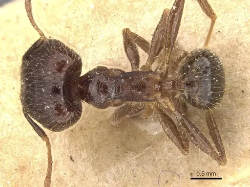 Pheidole fervens specimen CASENT0907907 image casent0907907_1