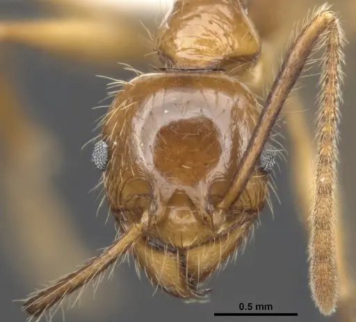Pheidole gatesi specimen MCZ-ENT00511500 image mcz-ent00511500_2