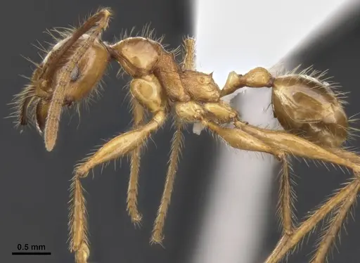 Pheidole gatesi specimen MCZ-ENT00511500 image mcz-ent00511500_3