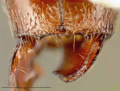 Pheidole gymnoceras specimen CASENT0608971 image casent0608971_1