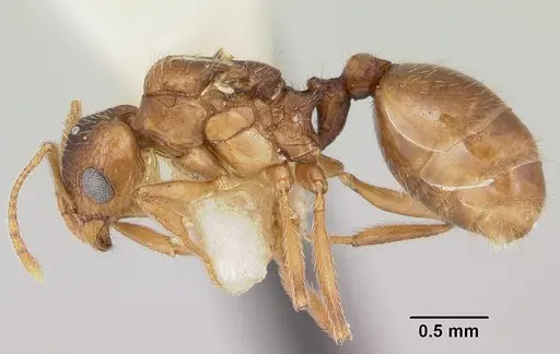 Pheidole inquilina specimen CASENT0103145 image casent0103145_3