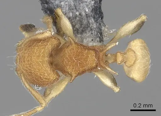 Pheidole isis specimen CASENT0219547 image casent0219547_1