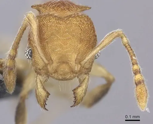 Pheidole isis specimen CASENT0219547 image casent0219547_4