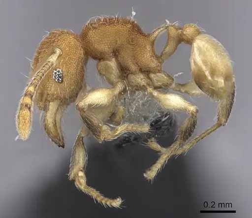Pheidole isis specimen CASENT0219547 image casent0219547_5